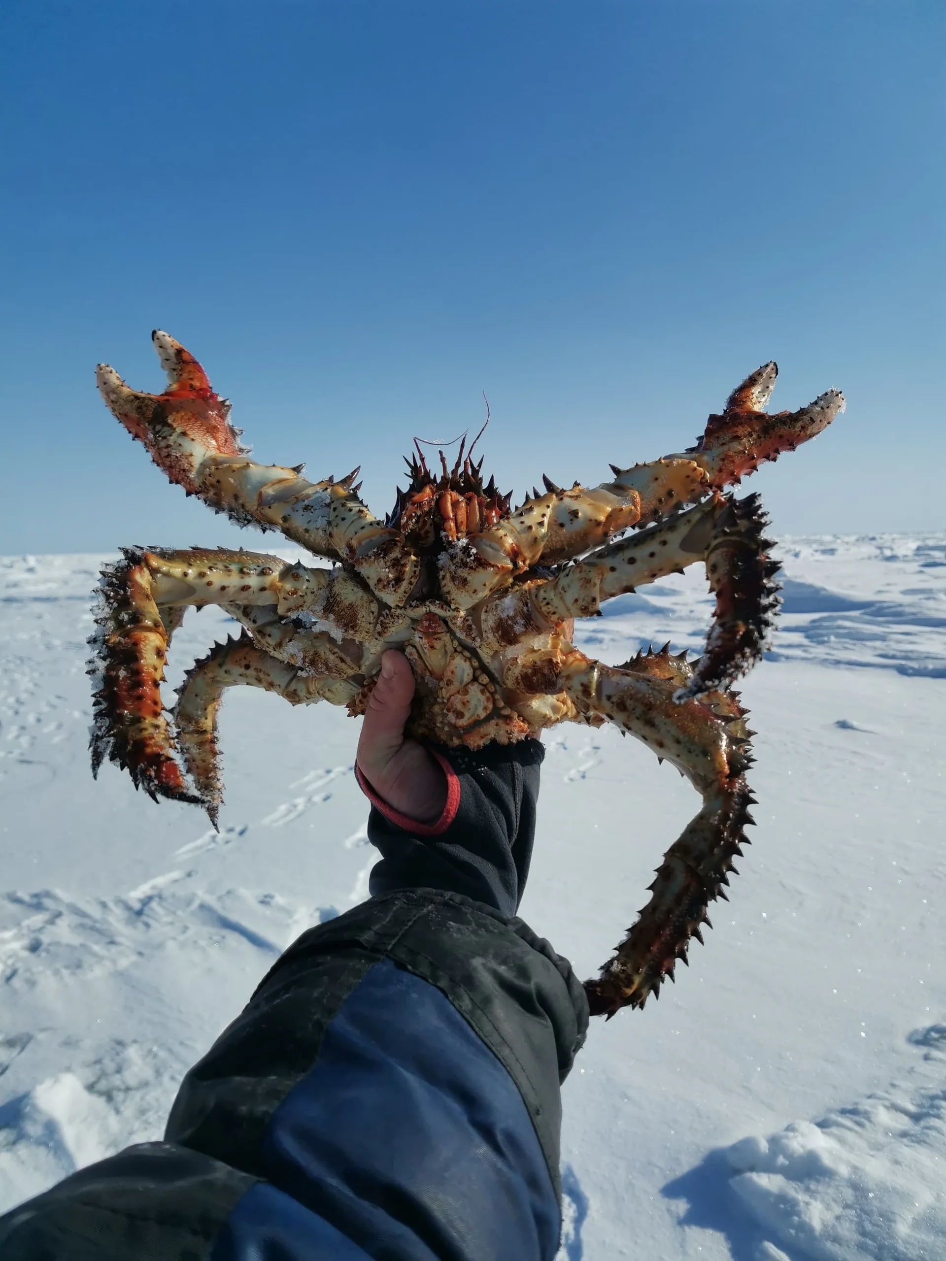 Крабалка в Охотском море