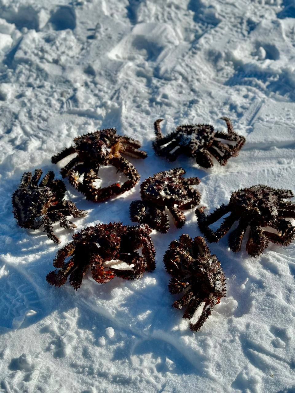 Крабалка на Охотском море — фото 3 из 10
